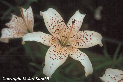  Lilium Hollandicum-Ryhm� 'Novinka'